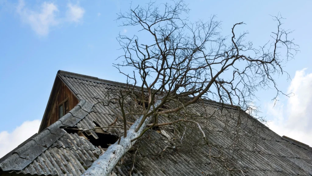 Un arbre est tombé sur ma maison. Que faire maintenant ?
