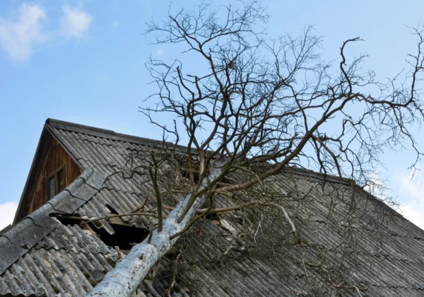 A Tree Fell On My House. What Next?