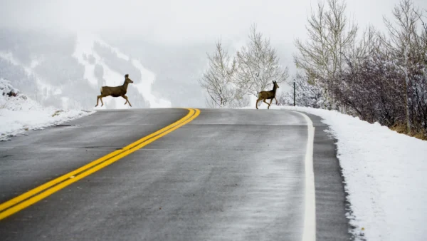 My Car Was Hit By a Deer. What Next - YouSet