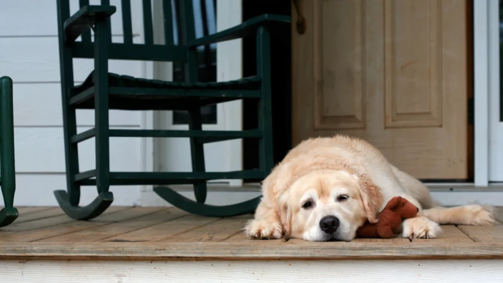 Pourquoi l’assurance demande si vous avez un chien ?